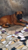 Photo №1. boerboel - for sale in the city of Tunis | Is free | Announcement № 8825