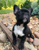 Photo №1. french bulldog - for sale in the city of Штутгарт | 380$ | Announcement № 120663