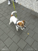 Photo №2 to announcement № 73126 for the sale of jack russell terrier - buy in Czech Republic private announcement