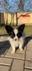 Photo №1. papillon dog - for sale in the city of Šeduva | 370$ | Announcement № 75519