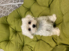 Photo №2 to announcement № 51701 for the sale of maltese dog - buy in Ukraine 