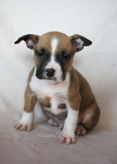 Photo №2 to announcement № 1251 for the sale of american staffordshire terrier - buy in Russian Federation from nursery