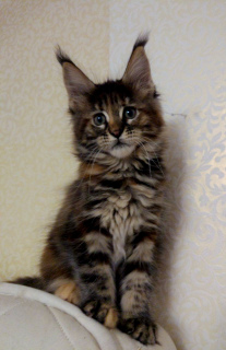 Photo №2 to announcement № 1805 for the sale of maine coon - buy in Russian Federation private announcement, from nursery, breeder