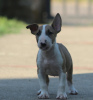 Photo №4. I will sell bull terrier in the city of Belgrade. breeder - price - negotiated