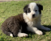 Photo №3. Purebred border collie puppies Available. Sweden