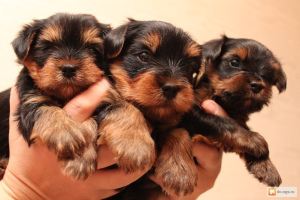 Photo №1. yorkshire terrier - for sale in the city of Murghab | 700$ | Announcement № 585