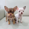 Photo №1. chihuahua - for sale in the city of Дармштадт | negotiated | Announcement № 109176