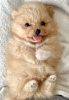 Photo №2 to announcement № 112167 for the sale of pomeranian - buy in United States 