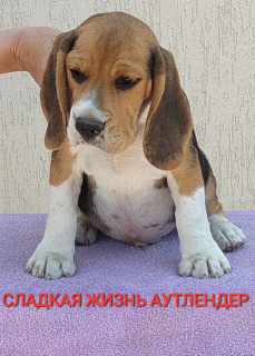 Photo №2 to announcement № 2685 for the sale of beagle - buy in Russian Federation from nursery
