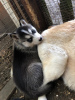 Photo №3. Top bloodline Siberian Husky puppies for sale now. Germany