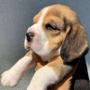 Photo №2 to announcement № 116959 for the sale of beagle - buy in Belgium 