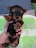 Photo №4. I will sell beaver yorkshire terrier, yorkshire terrier in the city of Daugavpils. private announcement, breeder - price - 475$