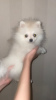 Photo №4. I will sell pomeranian in the city of Kirov. private announcement - price - 456$