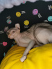 Photo №1. sphynx cat - for sale in the city of Cologne | 676$ | Announcement № 20858