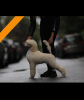 Photo №1. poodle (royal) - for sale in the city of Zrenjanin | negotiated | Announcement № 105492