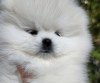 Additional photos: pomeranian