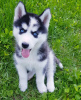 Photo №4. I will sell siberian husky in the city of Kharkov. private announcement - price - 103$