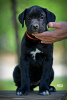 Photo №2 to announcement № 99737 for the sale of cane corso - buy in Serbia breeder