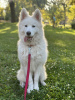 Photo №2 to announcement № 81227 for the sale of samoyed dog - buy in Hungary private announcement
