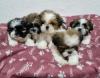 Photo №1. shih tzu - for sale in the city of Saarbrücken | 158$ | Announcement № 100924