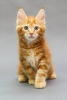 Photo №1. maine coon - for sale in the city of Überlingen | Is free | Announcement № 121149