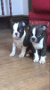 Photo №1. boston terrier - for sale in the city of Дрезден | 317$ | Announcement № 123506