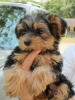 Photo №1. yorkshire terrier - for sale in the city of Milan | negotiated | Announcement № 117510