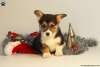 Photo №1. welsh corgi - for sale in the city of Ioannina | 423$ | Announcement № 63544