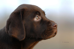 Photo №1. labrador retriever - for sale in the city of Żegary | Negotiated | Announcement № 1005