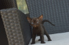 Photo №2 to announcement № 119938 for the sale of devon rex - buy in Spain private announcement, breeder