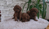 Additional photos: Toy red poodle puppies for sale