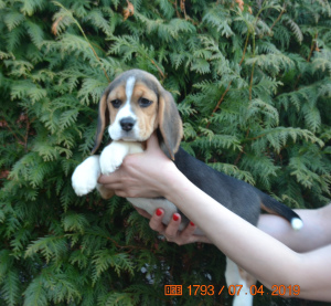 Photo №3. Beagle puppies from Simonalend kennel. Russian Federation