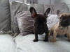 Photo №3. Family French Bulldog puppies available now for sale. Germany