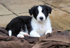 Photo №3. Border Collie Puppies. Poland