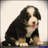 Photo №2 to announcement № 111319 for the sale of bernese mountain dog - buy in Serbia breeder