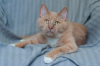 Photo №4. I will sell domestic cat in the city of Minsk.  - price - Is free