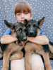 Photo №1. german shepherd - for sale in the city of Москва | 391$ | Announcement № 57264