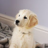 Photo №2 to announcement № 106733 for the sale of golden retriever - buy in Germany private announcement, from nursery