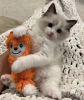 Photo №2 to announcement № 104315 for the sale of ragdoll - buy in United States private announcement