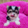 Photo №2 to announcement № 121636 for the sale of yorkshire terrier - buy in United Kingdom private announcement, from the shelter