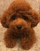Photo №1. poodle (dwarf) - for sale in the city of Forbes Reef | 680$ | Announcement № 11030