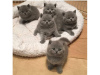 Photo №1. british shorthair - for sale in the city of Berlin | 317$ | Announcement № 93701