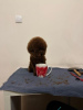 Additional photos: TOY Red Poodles - Puppies for sale