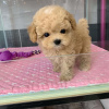 Photo №2 to announcement № 125340 for the sale of poodle (toy) - buy in Germany private announcement