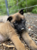 Photo №4. I will sell belgian shepherd in the city of Al-Abwa'. private announcement - price - negotiated