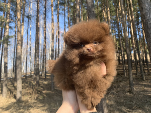 Photo №4. I will sell german spitz in the city of Kazan. from nursery - price - 600$