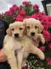 Photo №2 to announcement № 58261 for the sale of golden retriever - buy in Germany private announcement