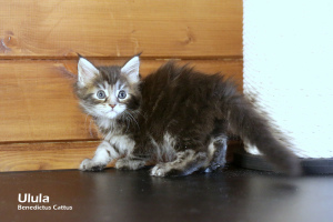 Additional photos: Maine Coon girl tortie marble color