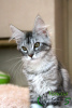 Photo №4. I will sell maine coon in the city of St. Petersburg. private announcement, from nursery, breeder - price - 489$