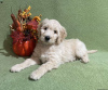 Photo №3. Goldendoodle F1B Puppies. Ireland